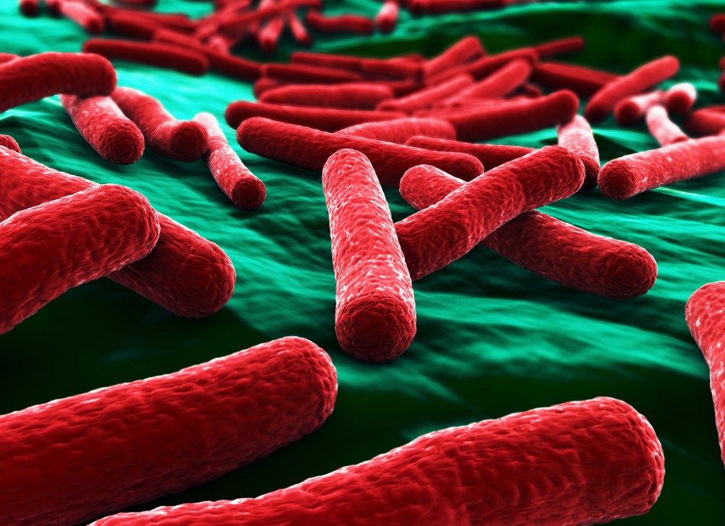 In the vicinity of E. coli bacteria 